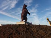 Dunbar Bear